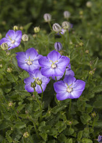 Campanula  'Samantha'